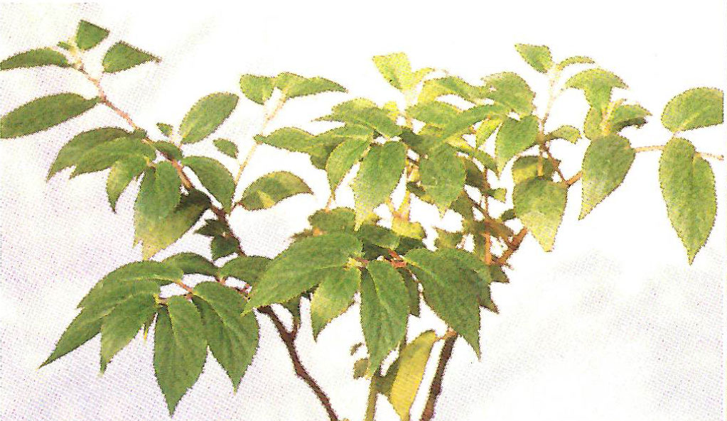 B. ‘Panama sp. No. 2?’